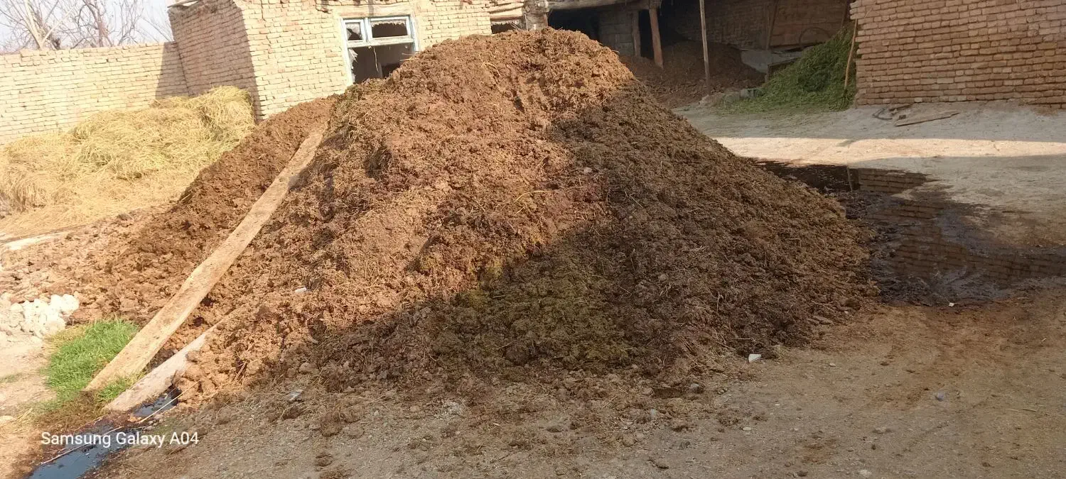 گاوشیری به همراه گوساله|حیوانات مزرعه|خوی, |دیوار