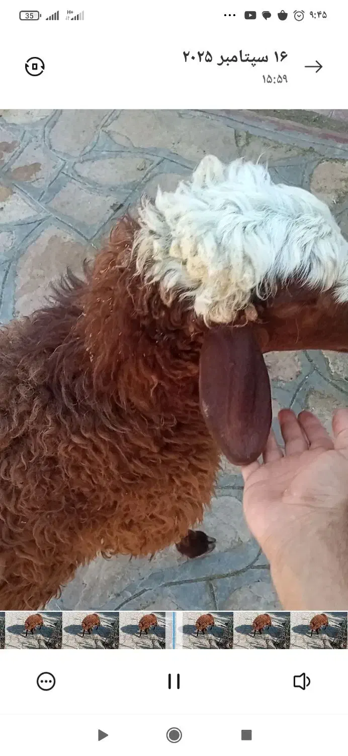 بره همو|حیوانات مزرعه|سیوان, |دیوار