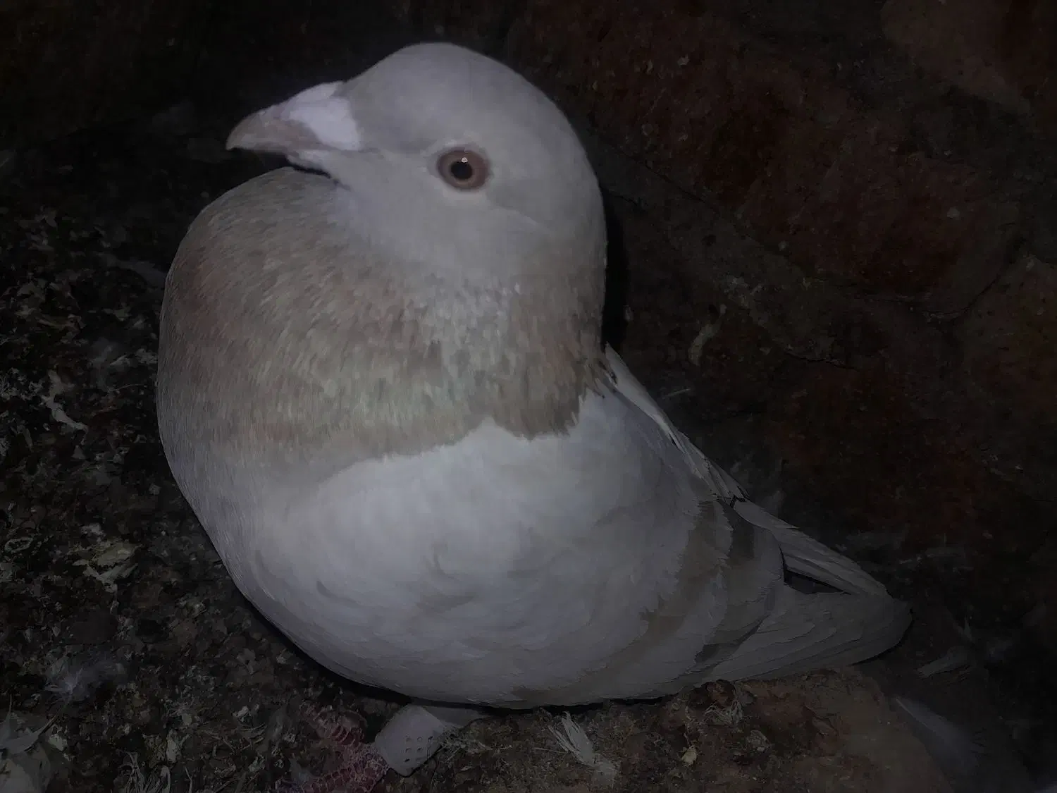 فروش ۷تا کفتر بالغ|پرنده|تفت, |دیوار