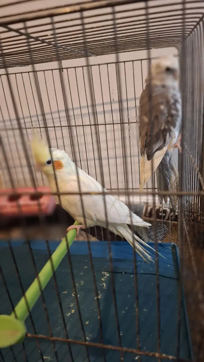 یک جفت عروس هلندی|پرنده|اردبیل, |دیوار