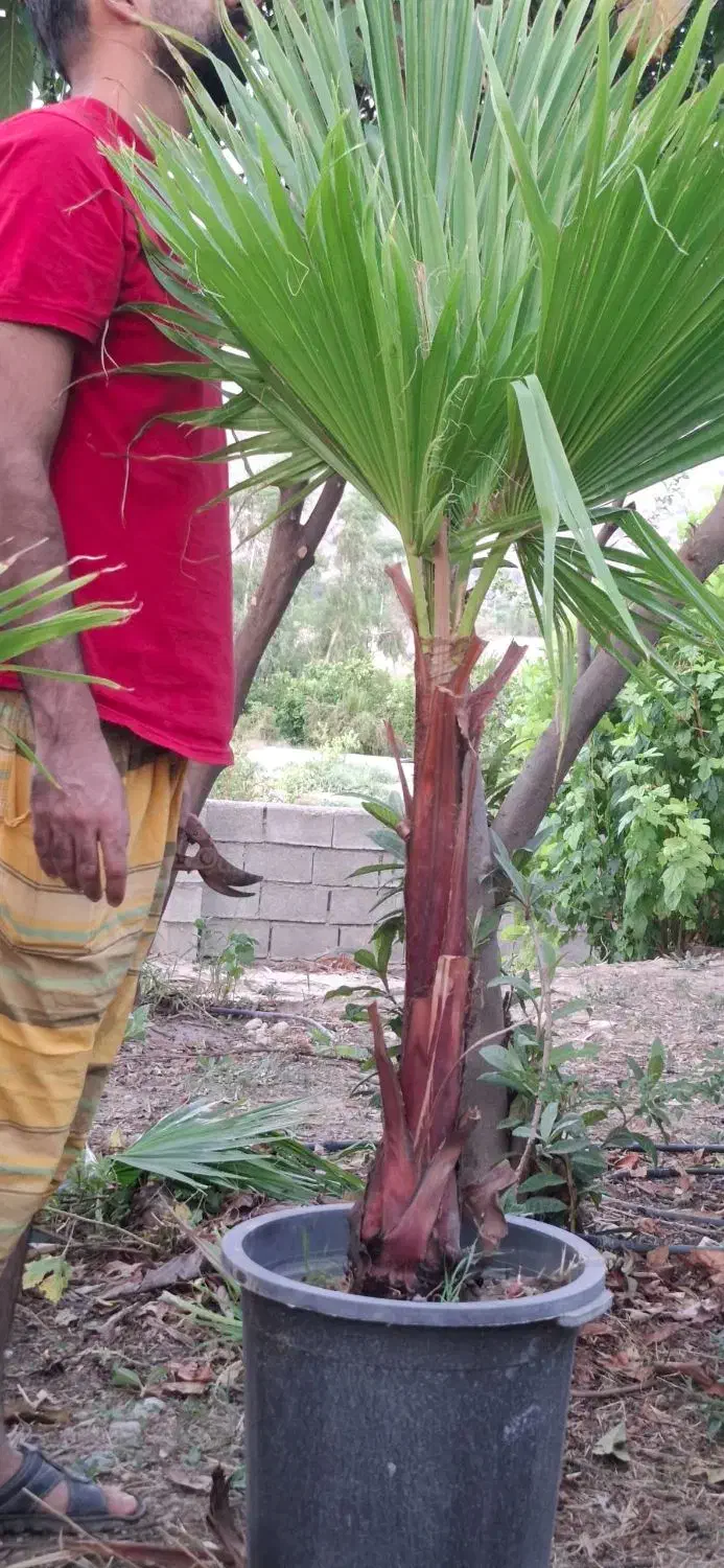 نخل پالم و رز رونده|گل و گیاه طبیعی|شیراز, شهرک امیر کبیر|دیوار