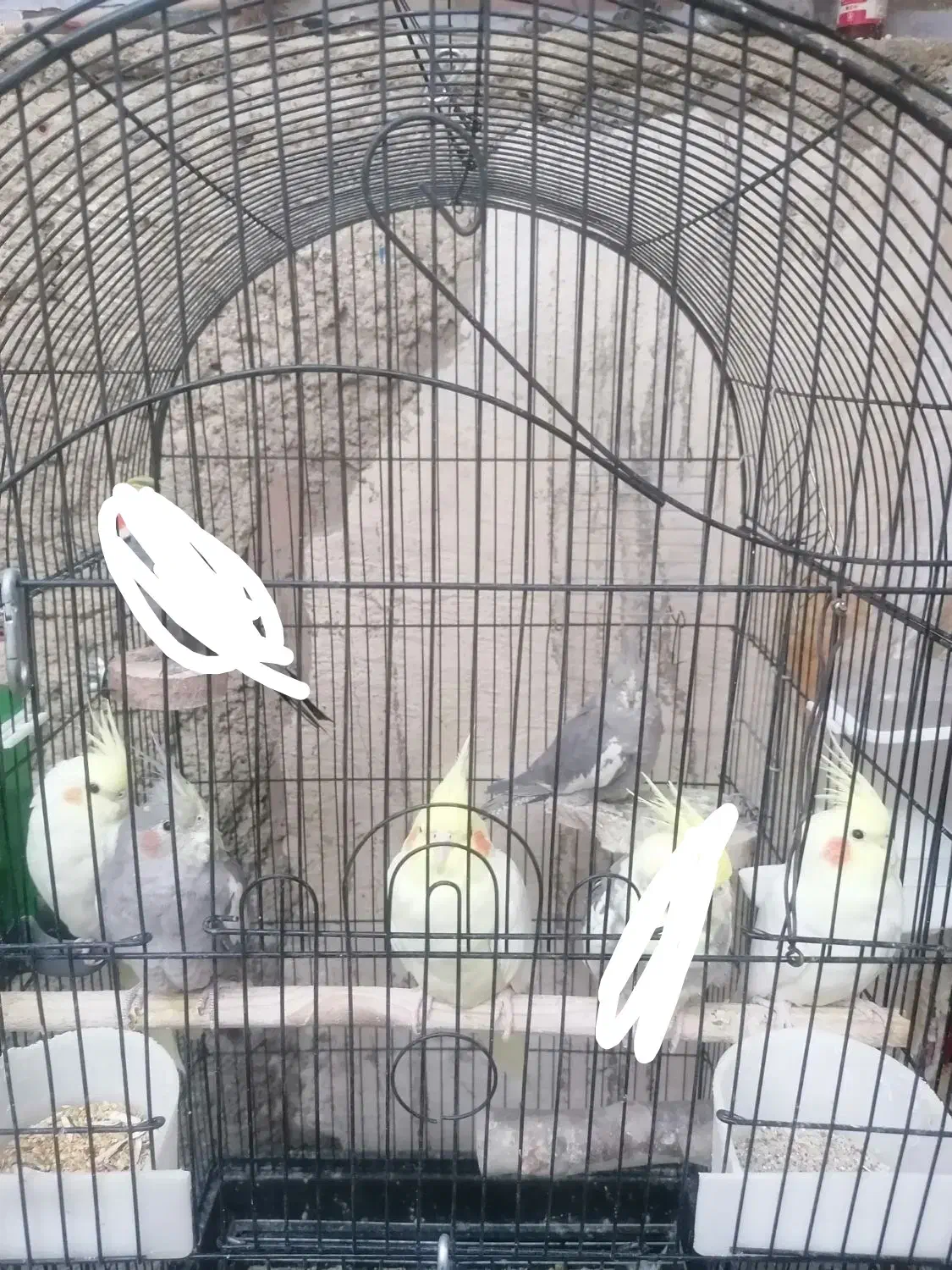 عروس هلندی|پرنده|شیراز, شیخ علی چوپان|دیوار