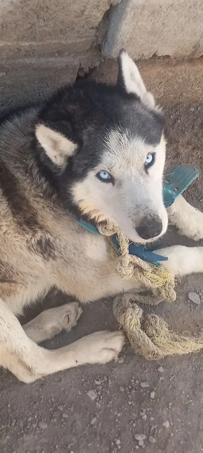 فروش فوری هاسکی اصل|سگ|زابل, |دیوار