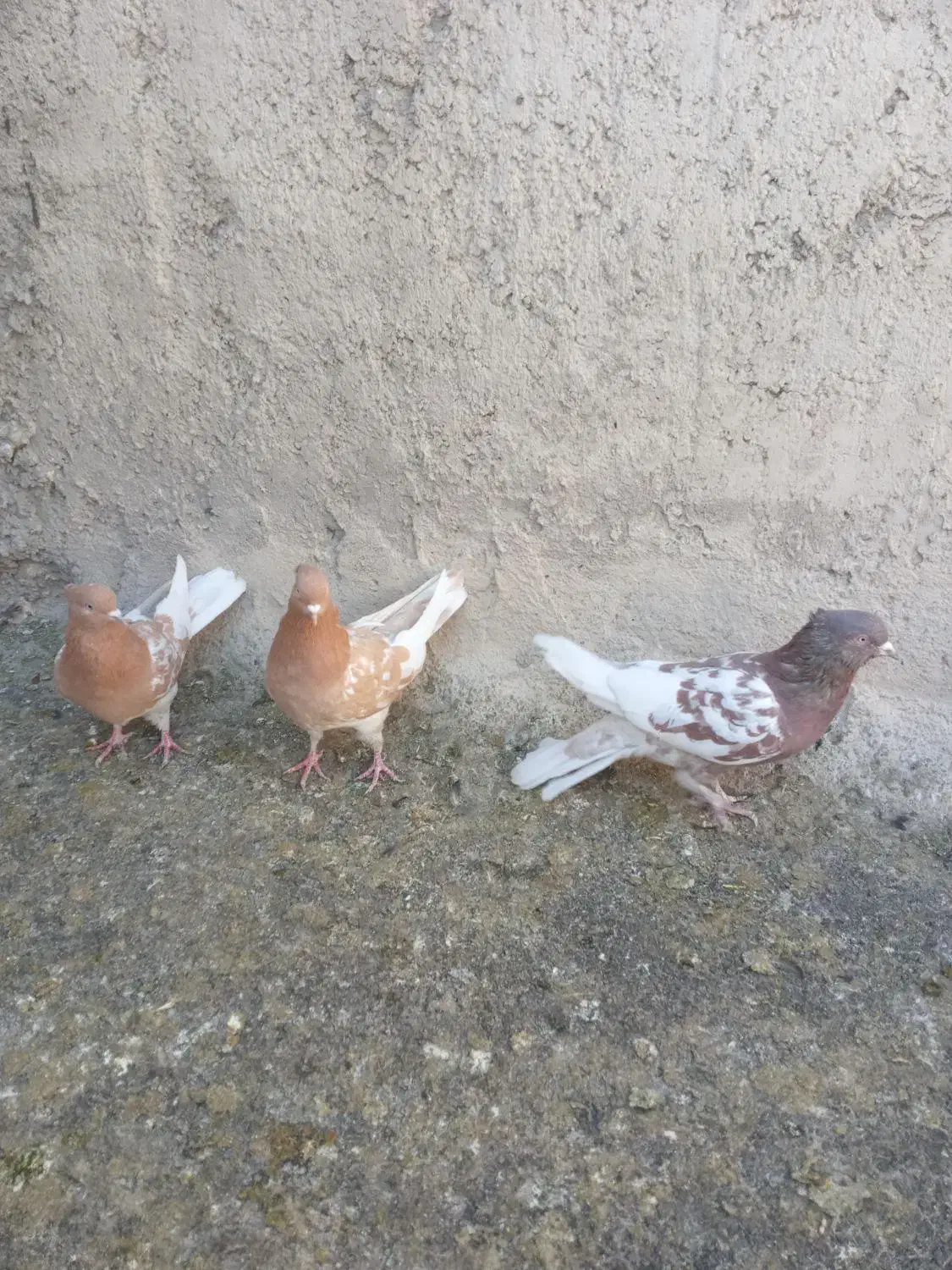 سینه ای کله ای فروشی|پرنده|اقلید, |دیوار