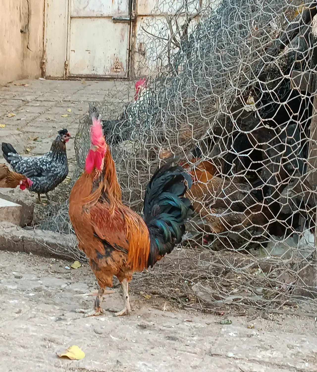 دوعدد خروس محلی به شرط|حیوانات مزرعه|شیراز, بازار|دیوار