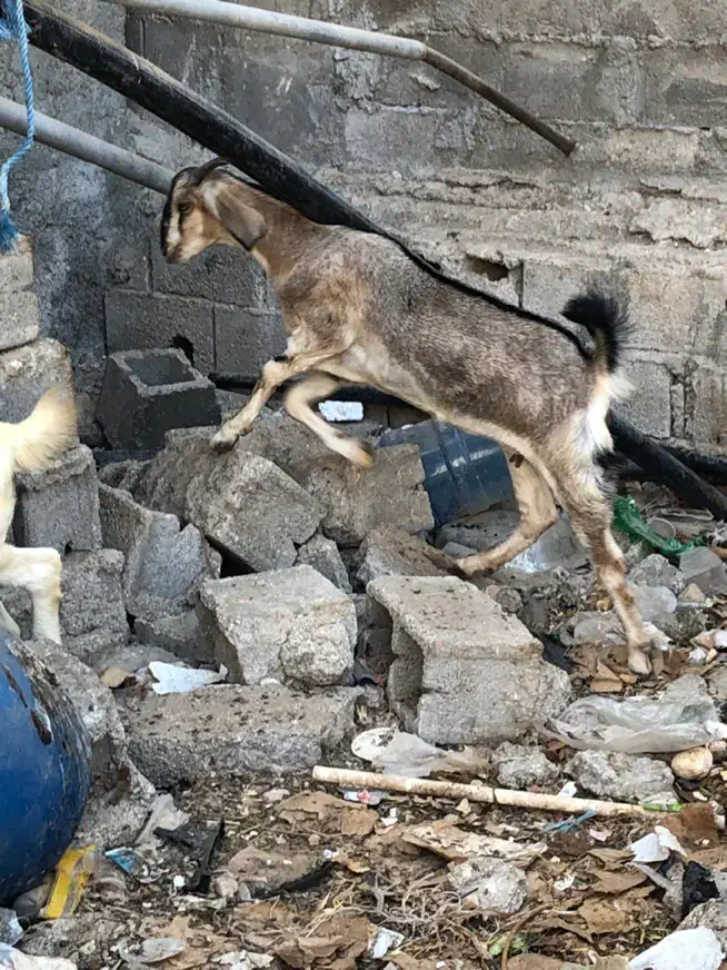 بز قیمت مناسب عسلویه|حیوانات مزرعه|عسلویه, |دیوار