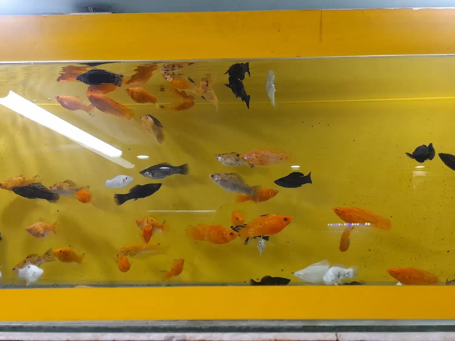 یکی بخر دوتاببر|ماهی|تربت جام, شهید مدرس|دیوار