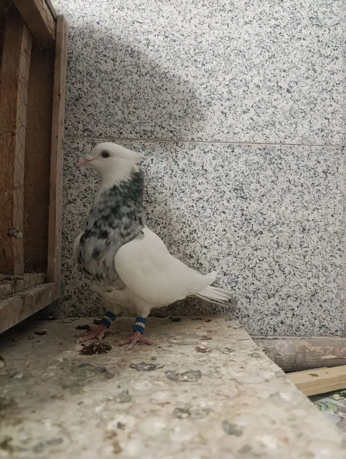 کبوتر طوقی الماسی|پرنده|بروجن, |دیوار
