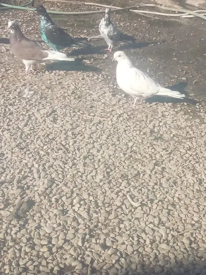 چندجفت کبوتر۰|پرنده|ایرانشهر, |دیوار