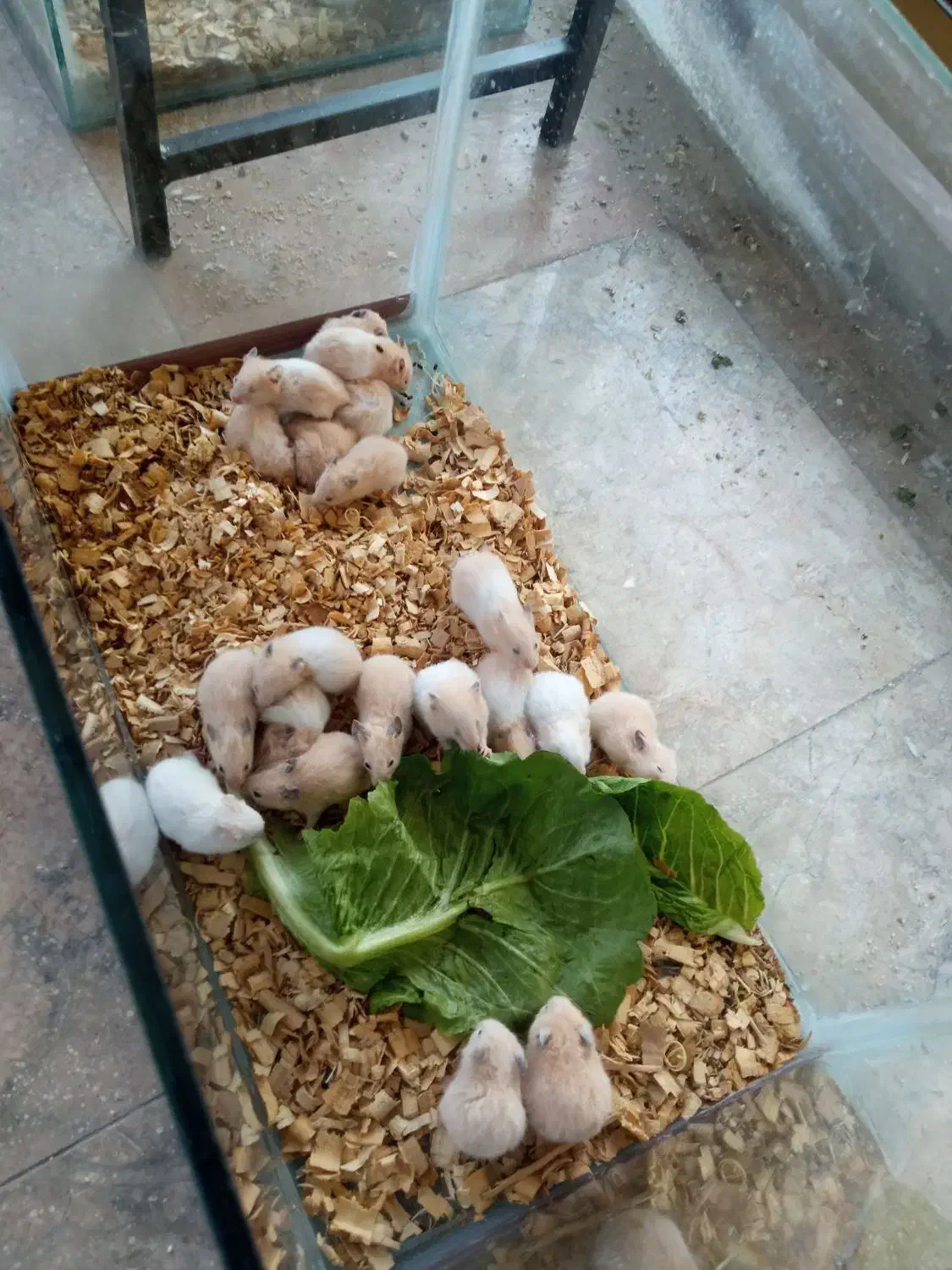 همستر|موش و خرگوش|مشهد, توس (بلوار توس)|دیوار