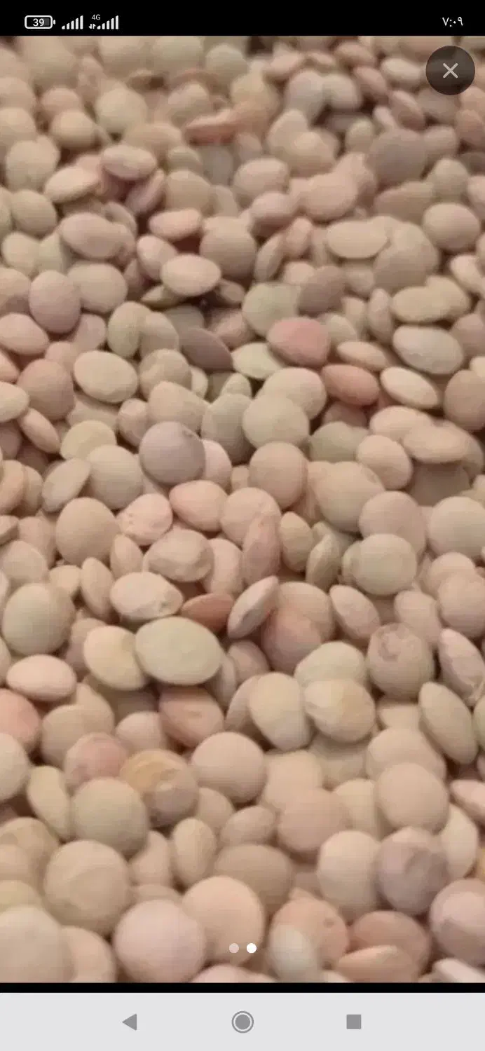 عدس زود رس  بذری|خدمات باغبانی و درختکاری|چرام, |دیوار