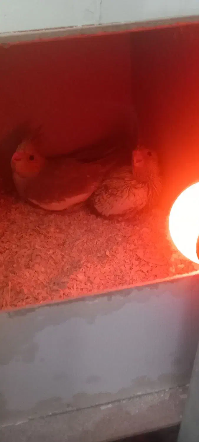 جفت عروس مولدباجوجه|پرنده|ساوه, |دیوار