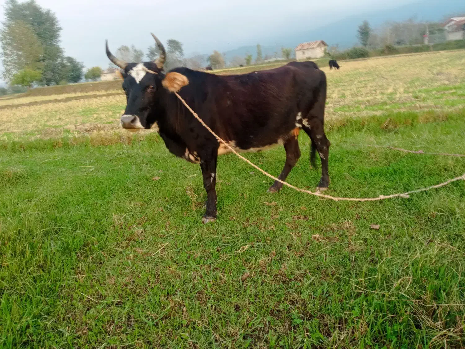 گاو  چالوسی  لیشه گوساله گاو ورزا|حیوانات مزرعه|رشت, گیل|دیوار