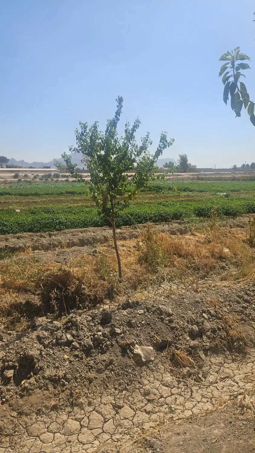 باغ مجوز فنس|فروش زمین و ملک کلنگی|اصفهان, ارداجی|دیوار