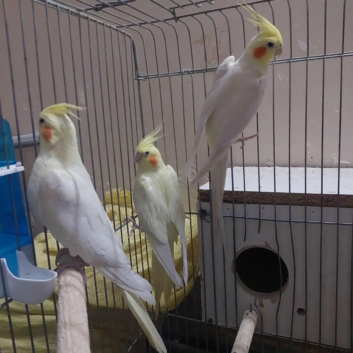 عروس هلندی|پرنده|حمیدیا, |دیوار