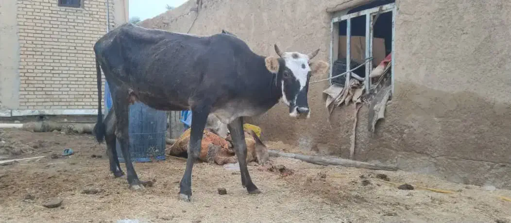 گاو محلی شادگان|حیوانات مزرعه|شادگان, |دیوار