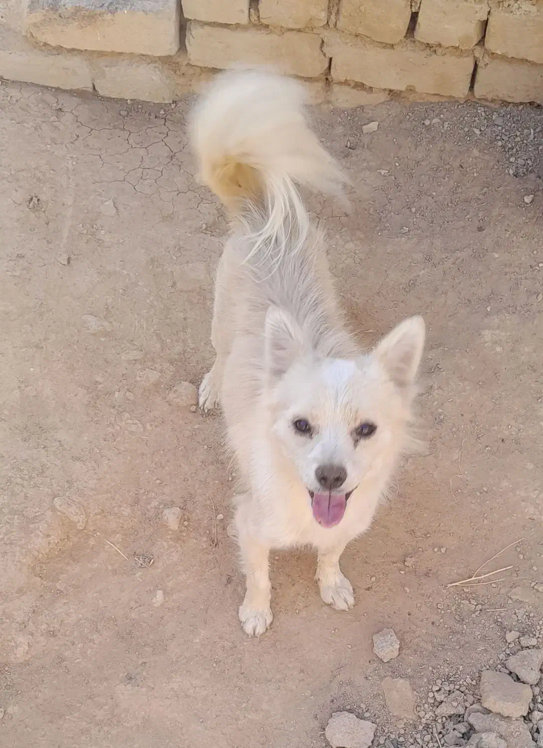 سگ خارجی پاپی|سگ|لردگان, |دیوار