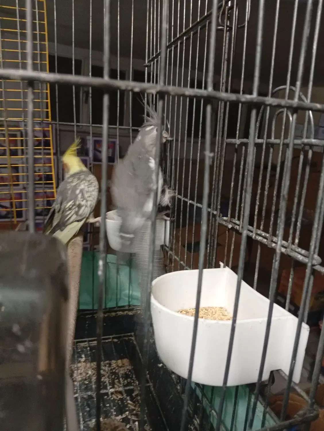 چهارتا عروس دستی و مولد|پرنده|تهران, شهرک شریعتی|دیوار