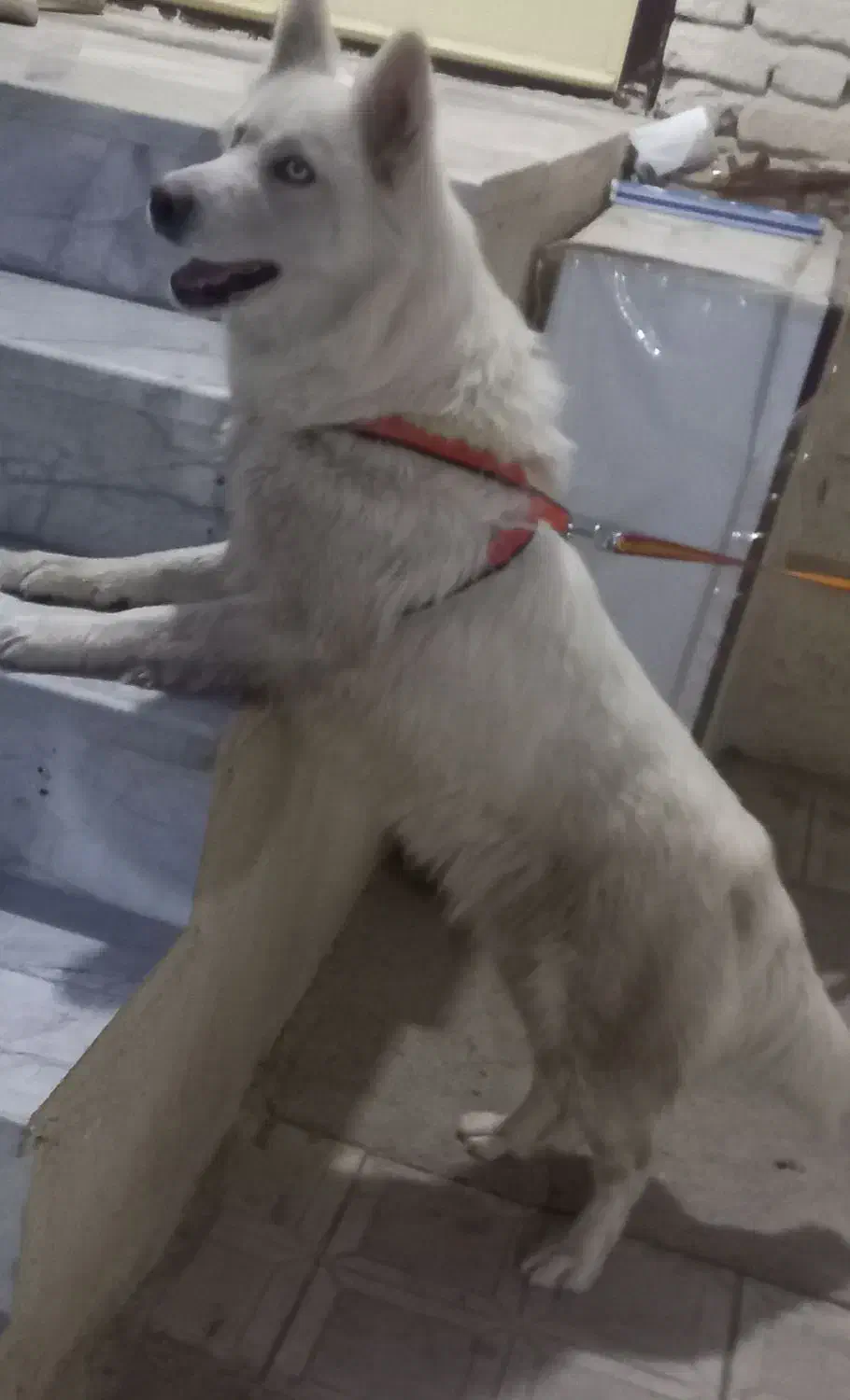 سگ هاسکی ماده سفید برفی|سگ|بناب, |دیوار