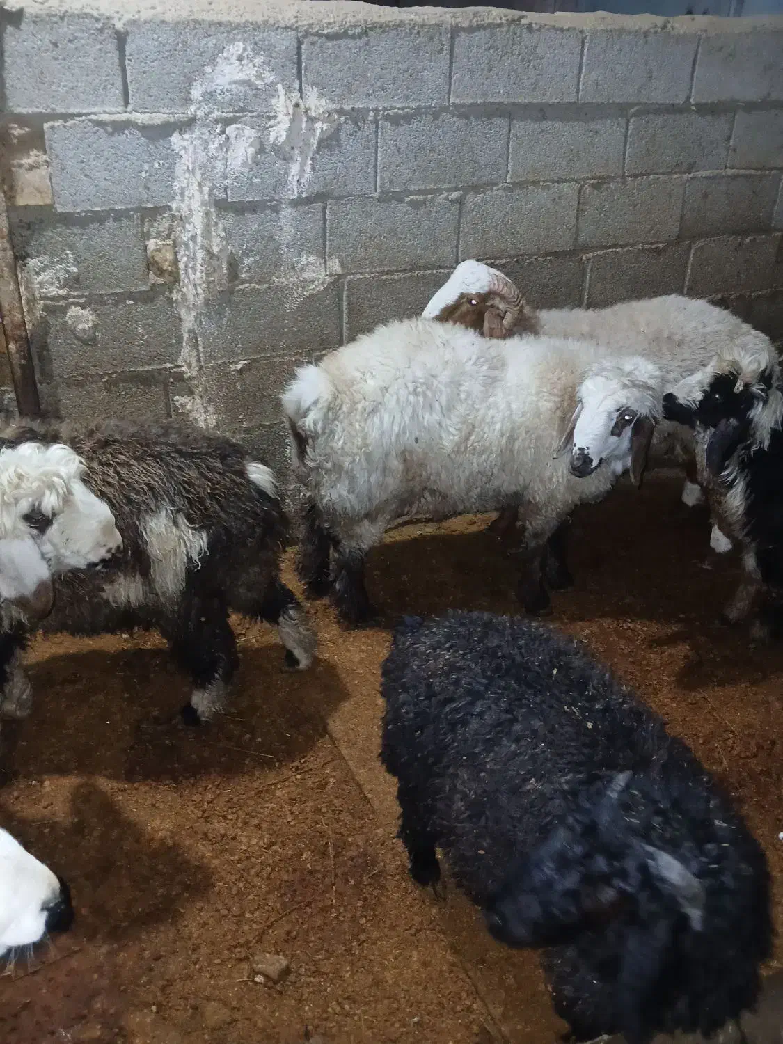 بره چاق|حیوانات مزرعه|مرودشت, محمد آباد|دیوار