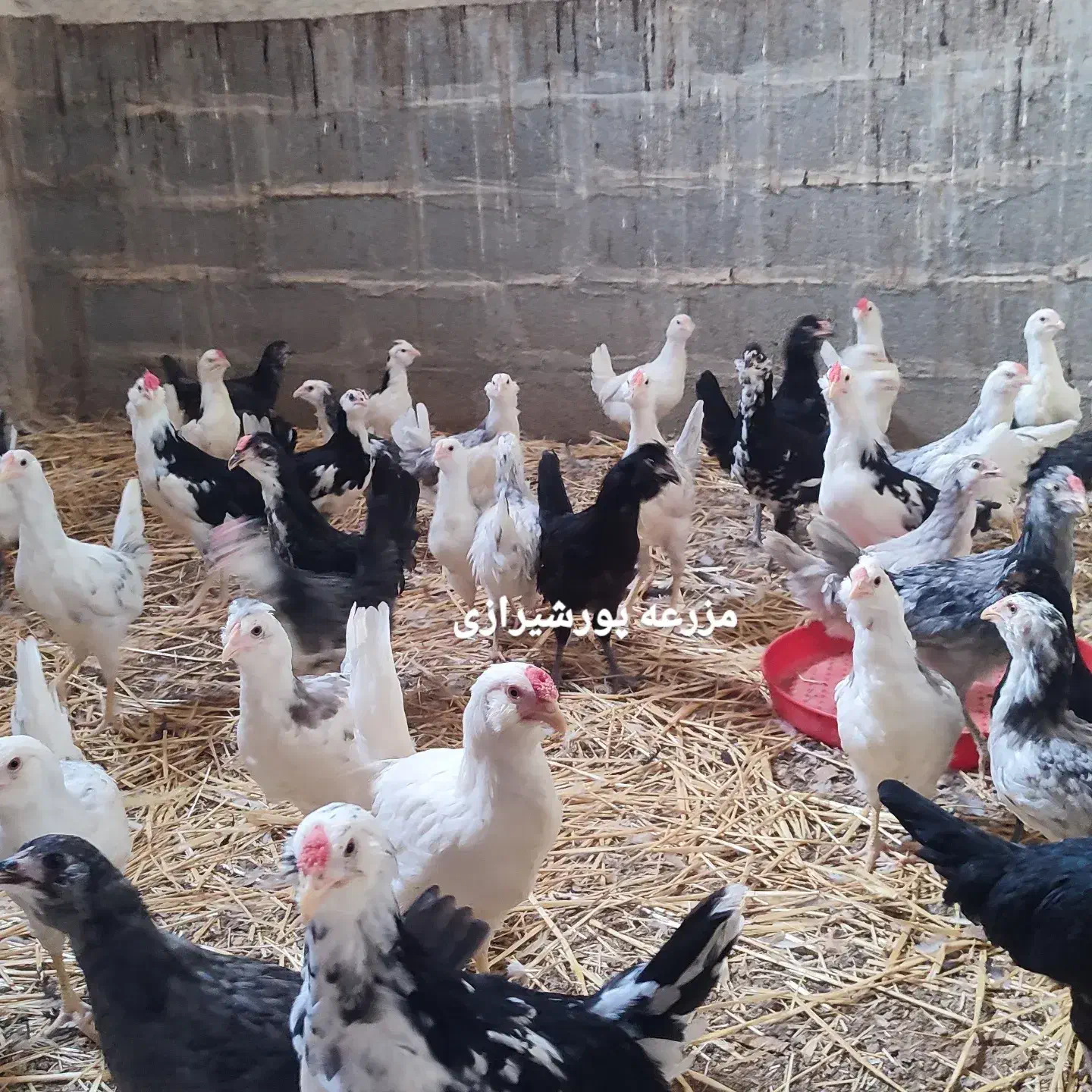 جوجه گلین لری چهلتاج ریش اصل|حیوانات مزرعه|جوادآباد, |دیوار