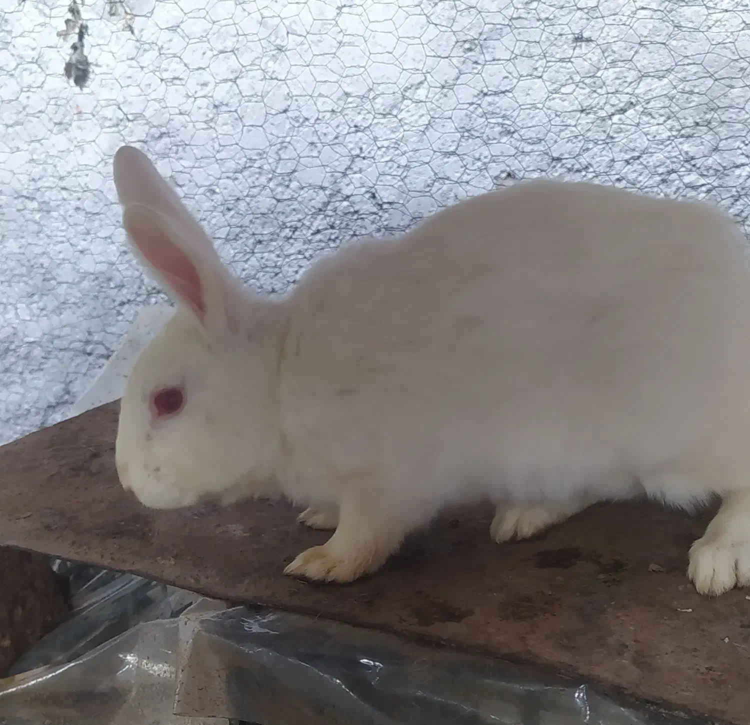 خرگوش محلی|موش و خرگوش|بم, |دیوار