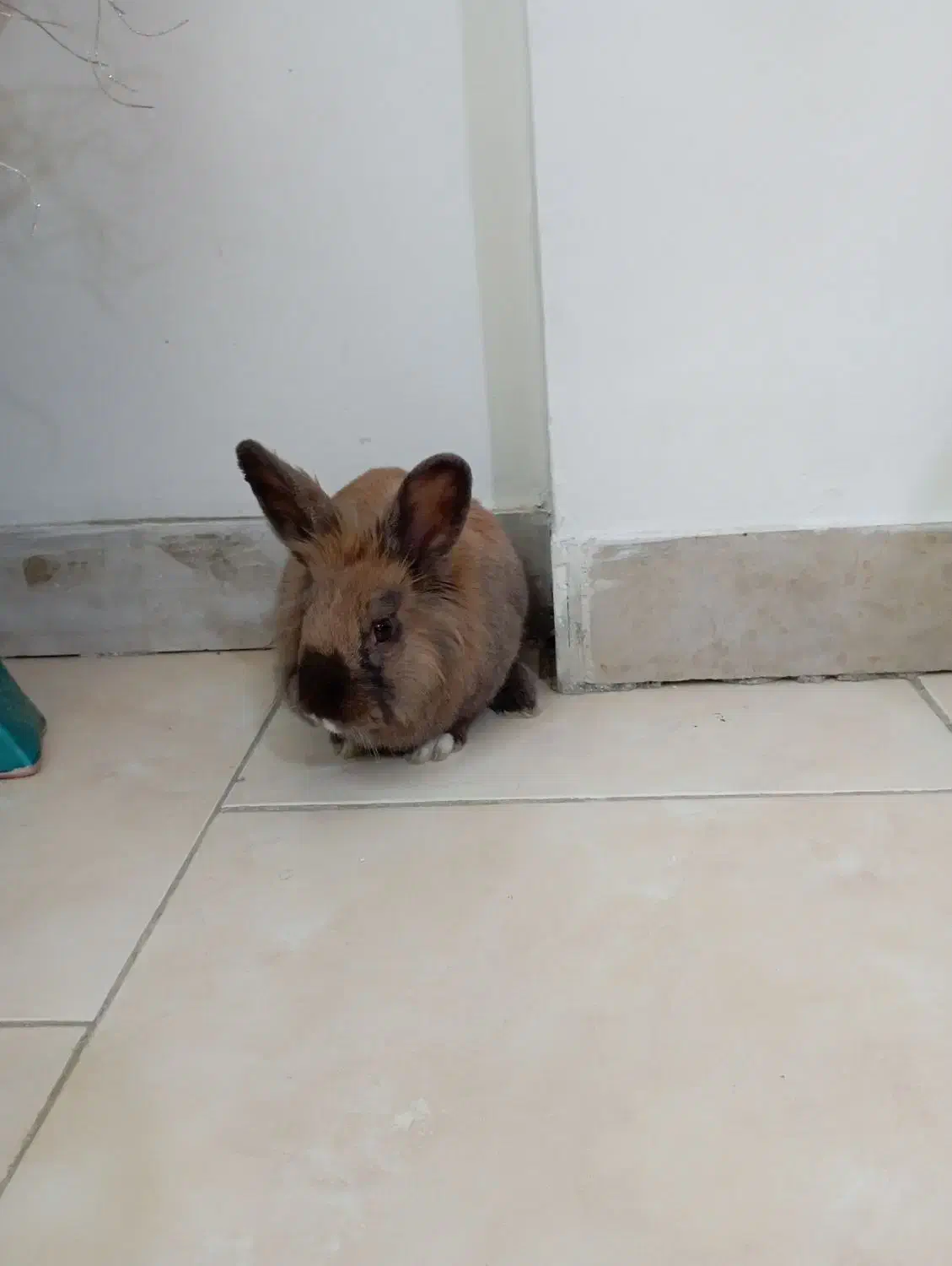 خرگوش|موش و خرگوش|همدان, |دیوار