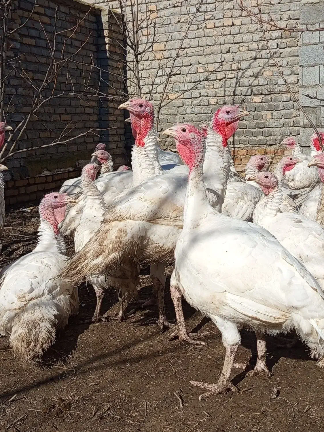 بوقلمون|حیوانات مزرعه|گمیشان, |دیوار