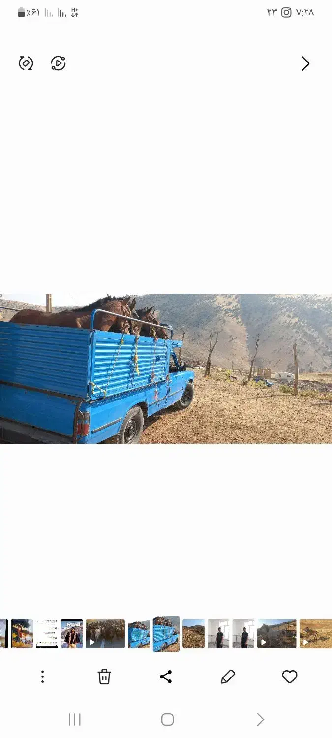 خرید فروش مادیان|اسب و تجهیزات اسب‌سواری|کرمانشاه, |دیوار