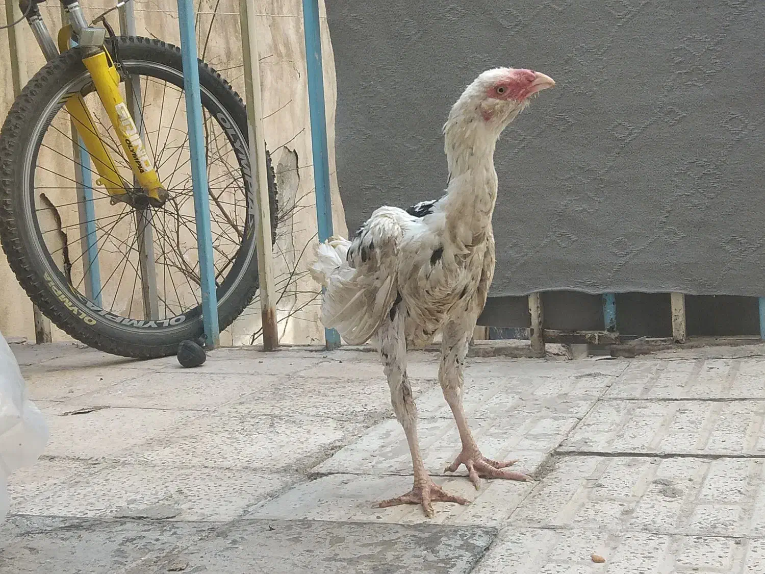 جوجه لاری|حیوانات مزرعه|فردیس, شهرک شهید حسینی|دیوار