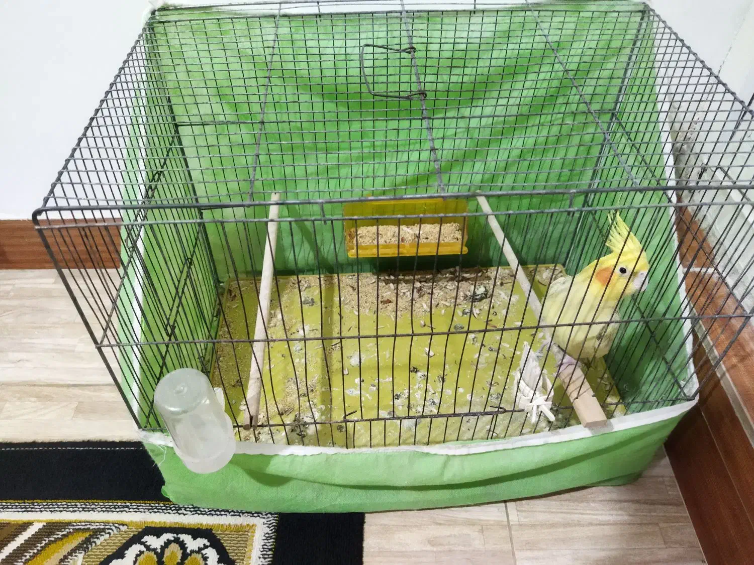 پرنده عروس هلندی|پرنده|رشت, معلولین|دیوار