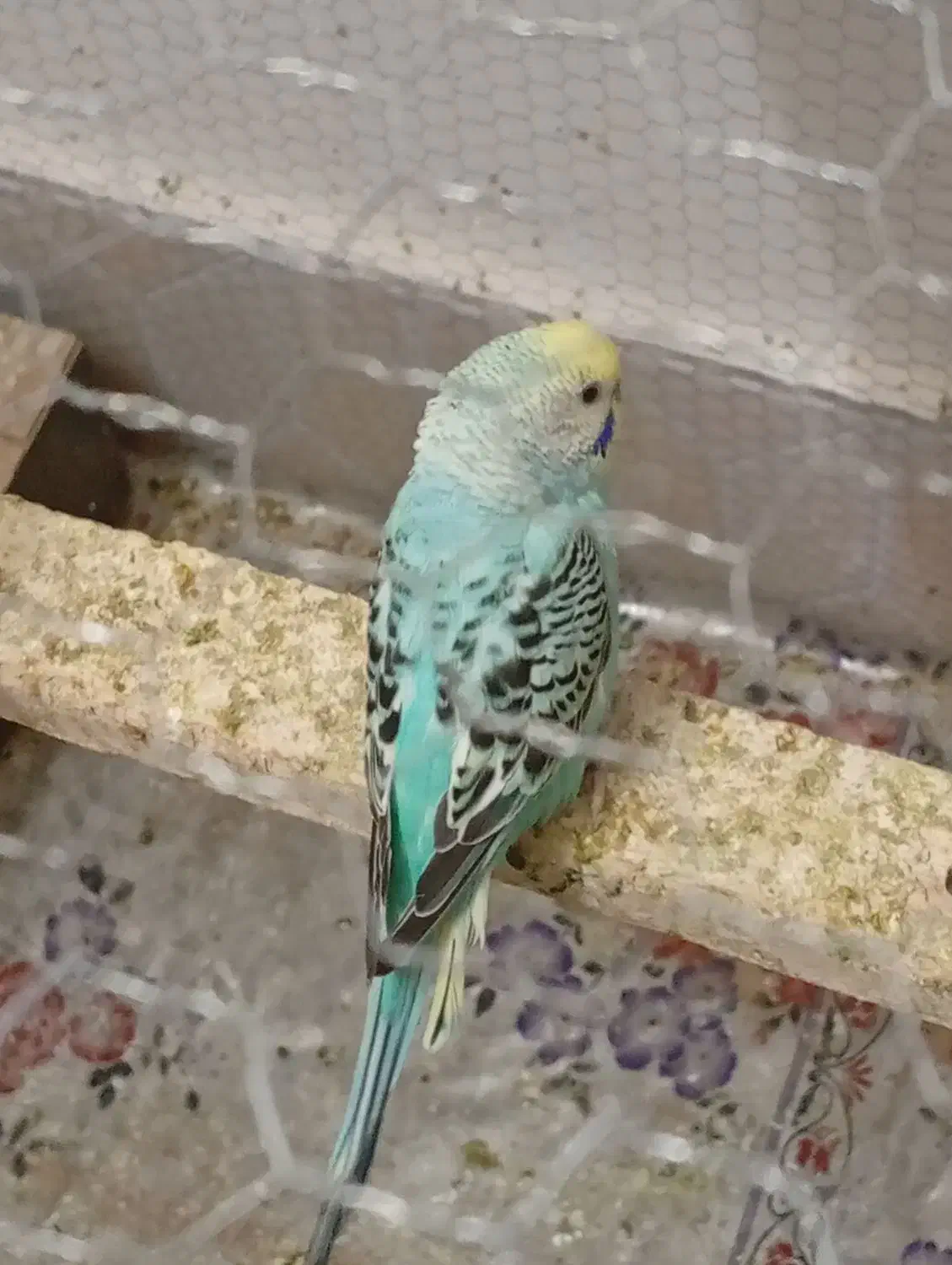 کفش|کفش و لباس بچه|تربت جام, شهید نصرالهی|دیوار