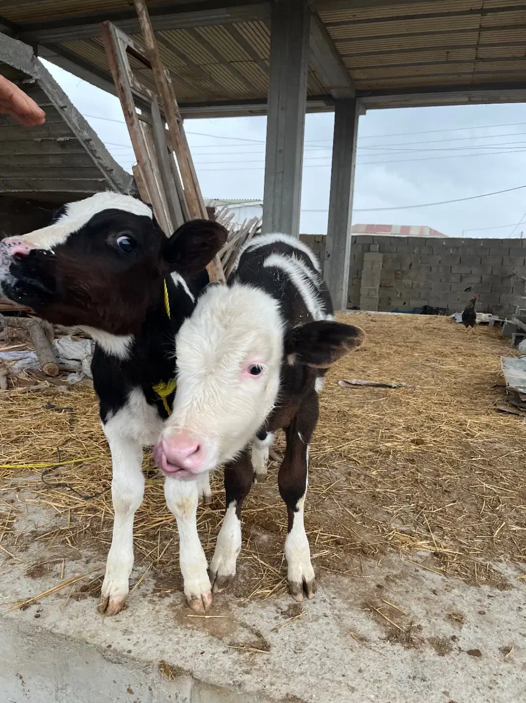 فروشی دوتا گوساله|حیوانات مزرعه|سیمین شهر, |دیوار