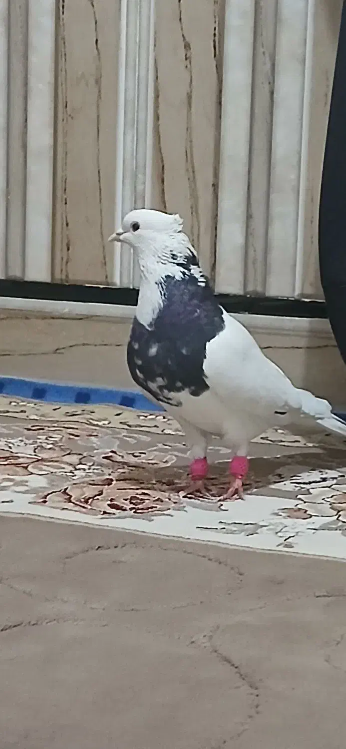 طوق سیاه الماسی و زاغ ابادانی 2تا نر|پرنده|اندیمشک, |دیوار