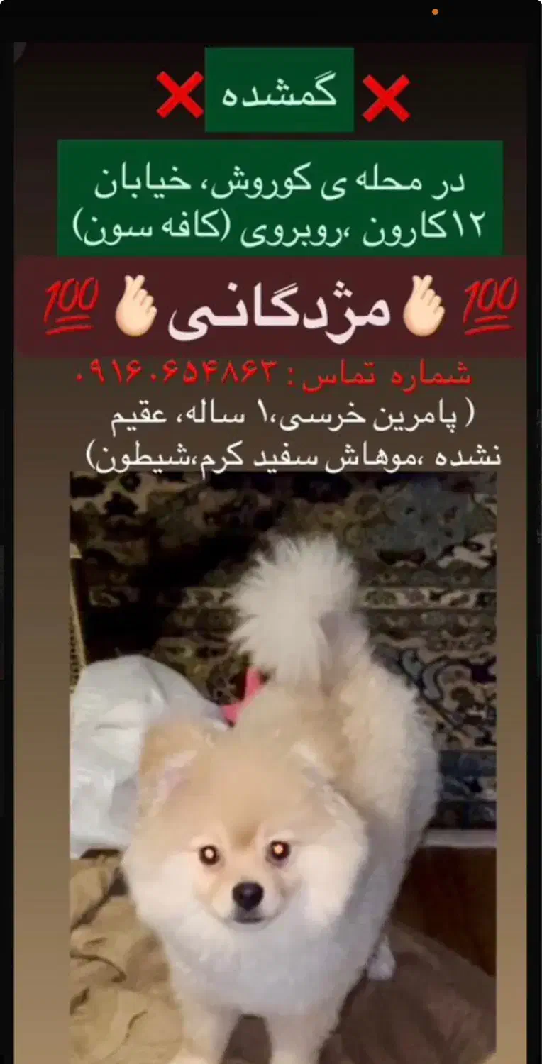 سگ‌گمشده|حیوانات|اهواز, کیان اباد|دیوار