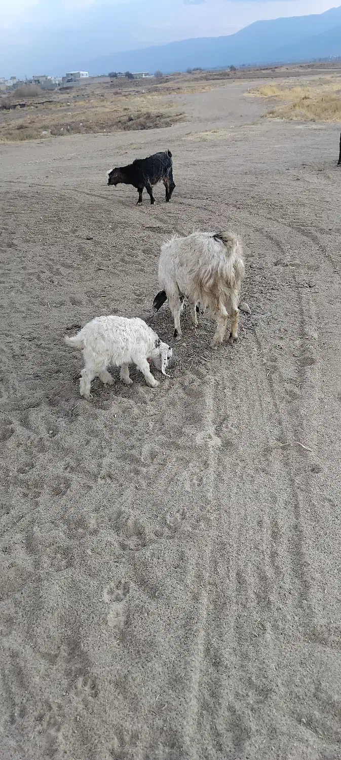 تیبز|حیوانات مزرعه|خزل, |دیوار