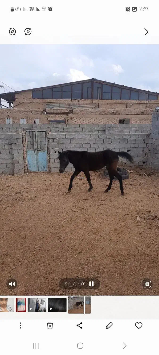 اسب|اسب و تجهیزات اسب‌سواری|زرند, |دیوار