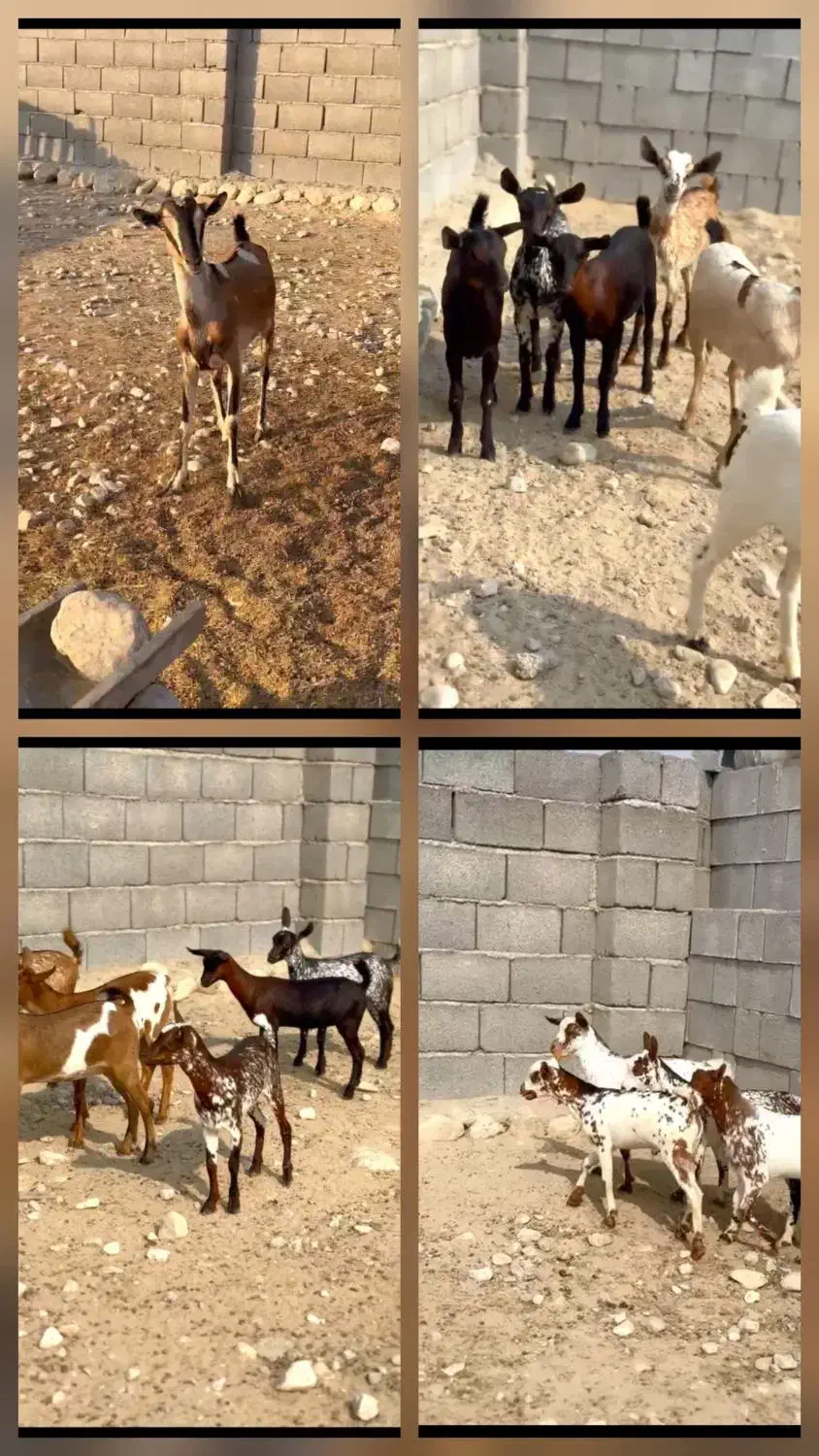 بویر|حیوانات مزرعه|اهواز, کیانپارس |دیوار