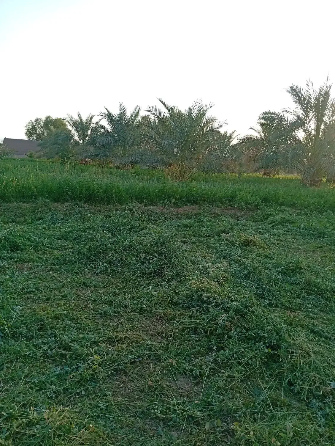 کده خرما|لوازم جانبی حیوانات|بم, |دیوار