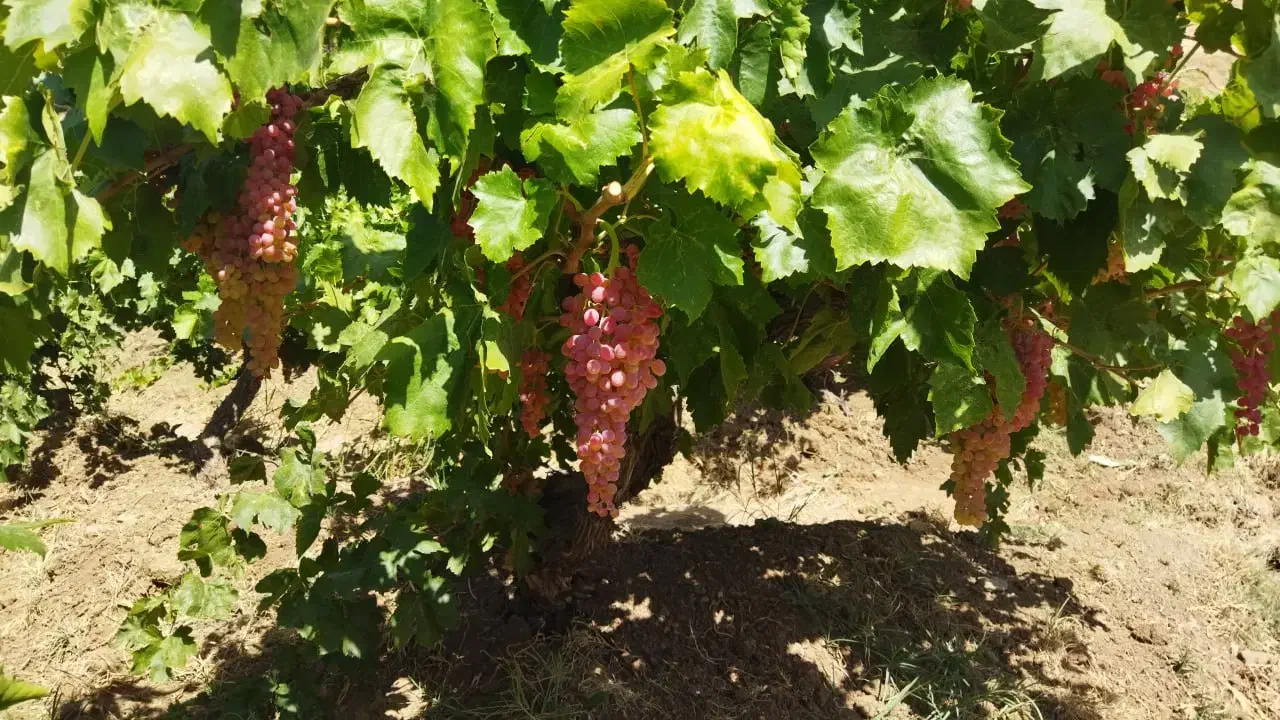 آگهی فروش ملک کشاورزی|فروش زمین و ملک کلنگی|بیلوار, |دیوار