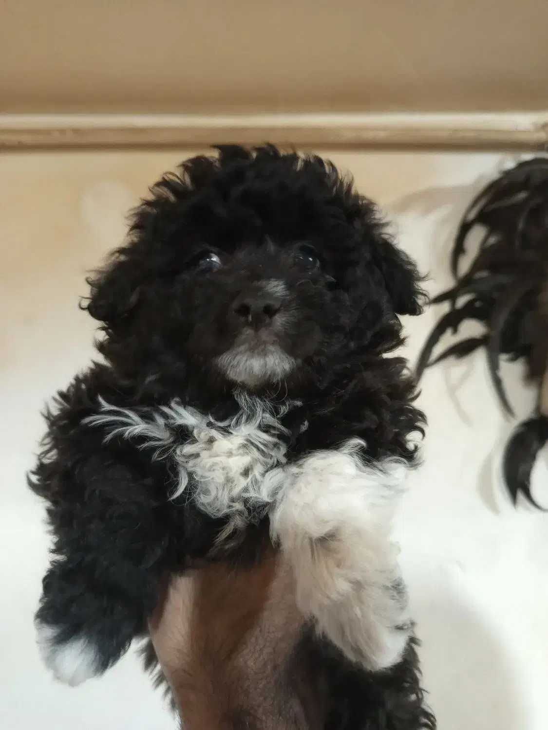 توله پودل سایزصفر کوچیک|سگ|تهران, گلستان (شهرک راه آهن)|دیوار