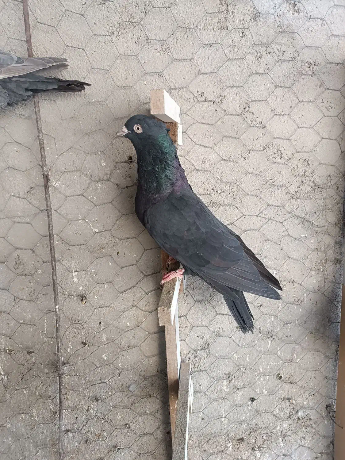 چند عدد بهبهانی|پرنده|فسا, |دیوار