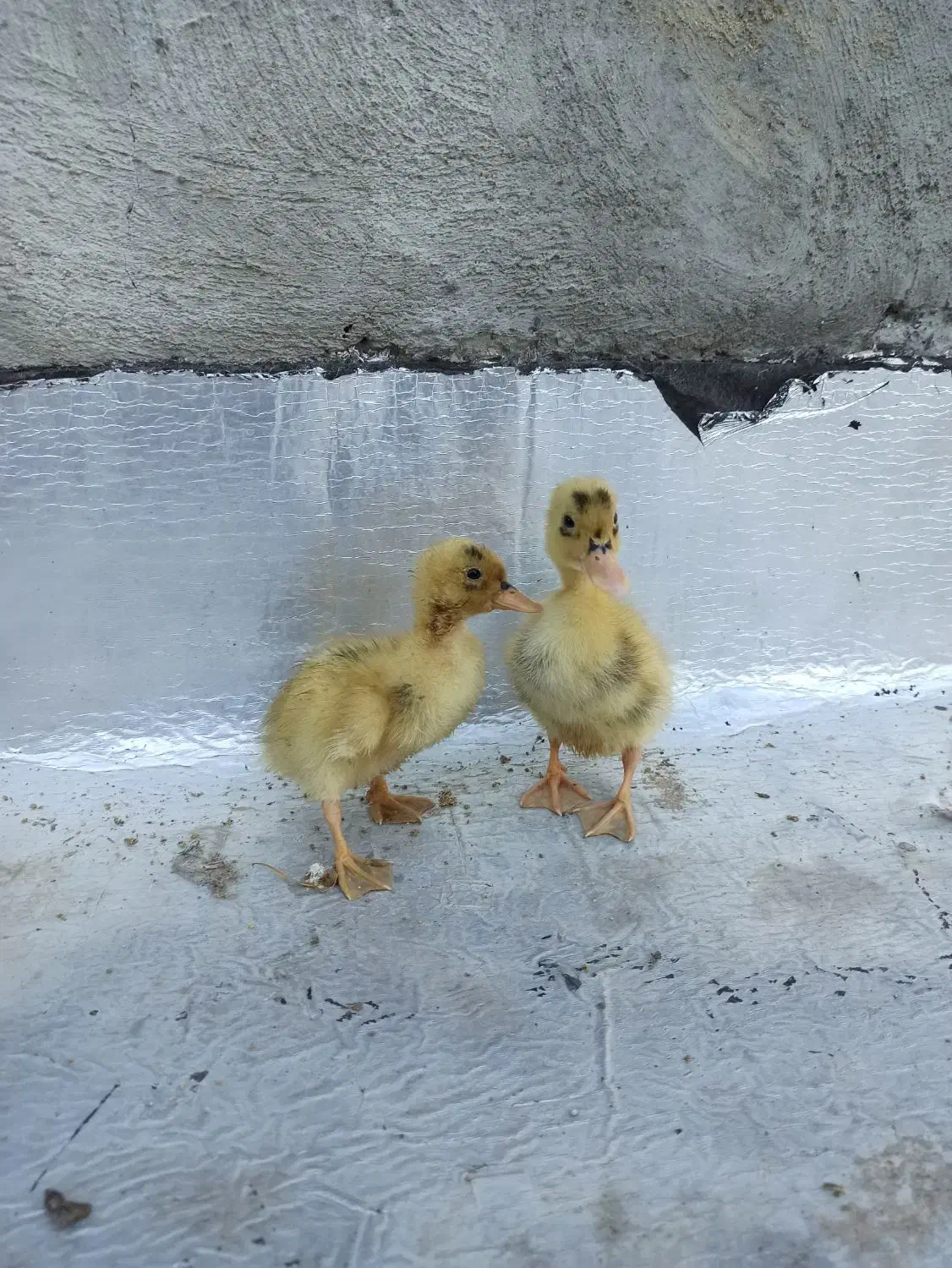 جوجه اردک|حیوانات مزرعه|مریوان, |دیوار