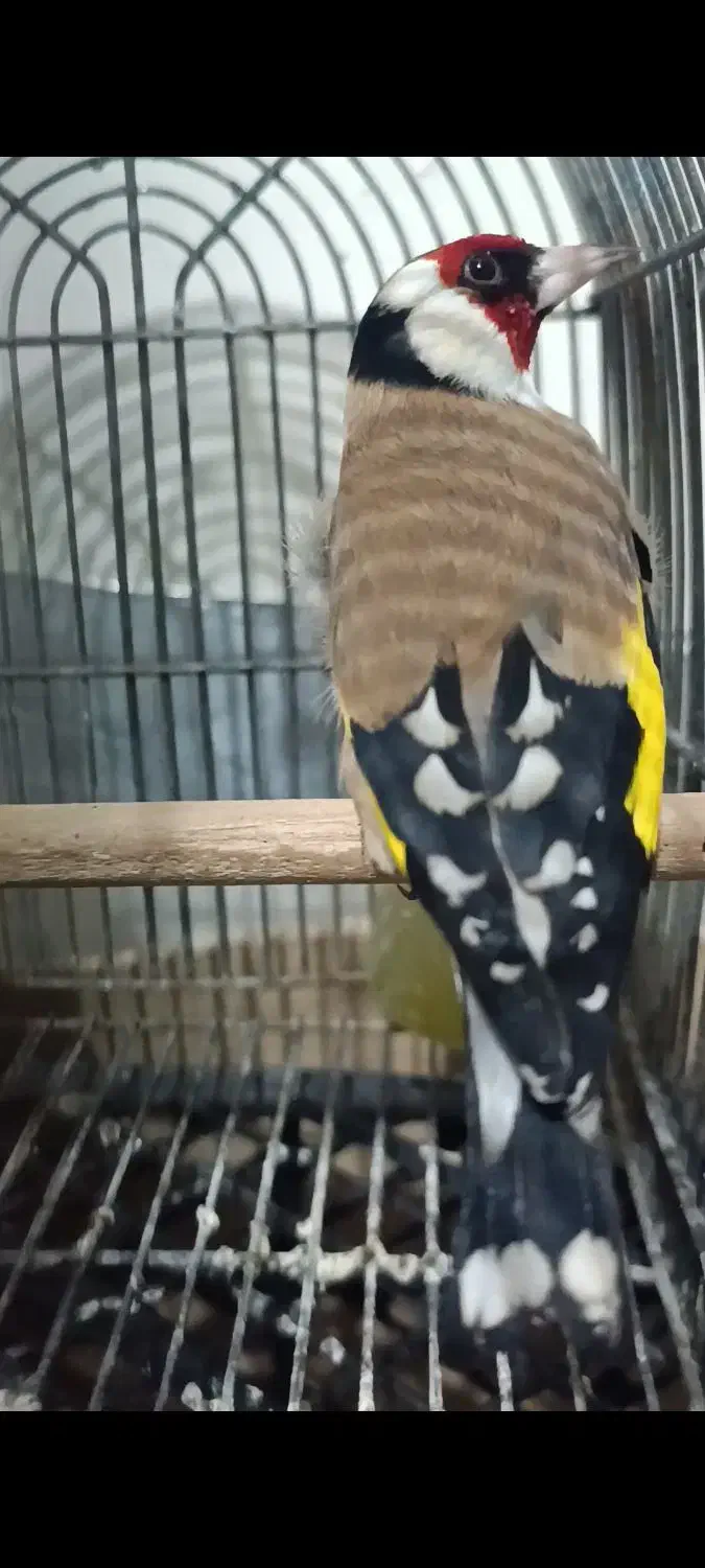 سهره گل اروپایی دوبر قفل عروسک|پرنده|شیراز, تندگویان|دیوار