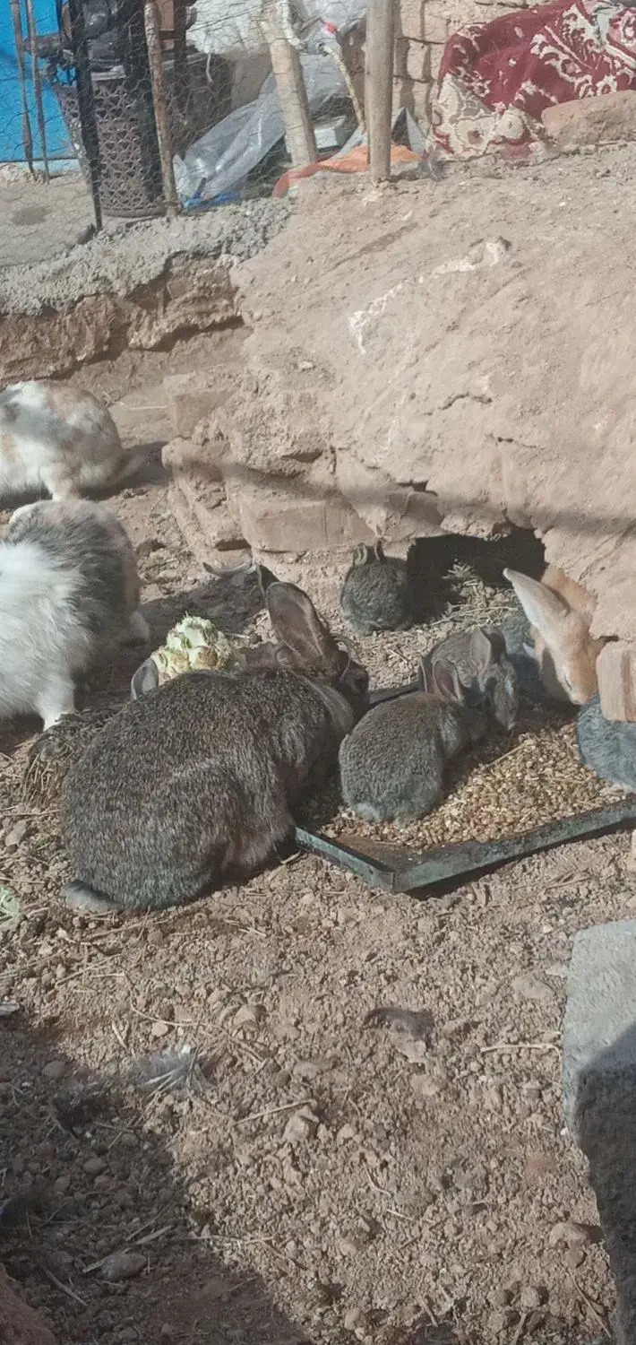 خرگوش در شهرستان شوط|موش و خرگوش|شوط, |دیوار