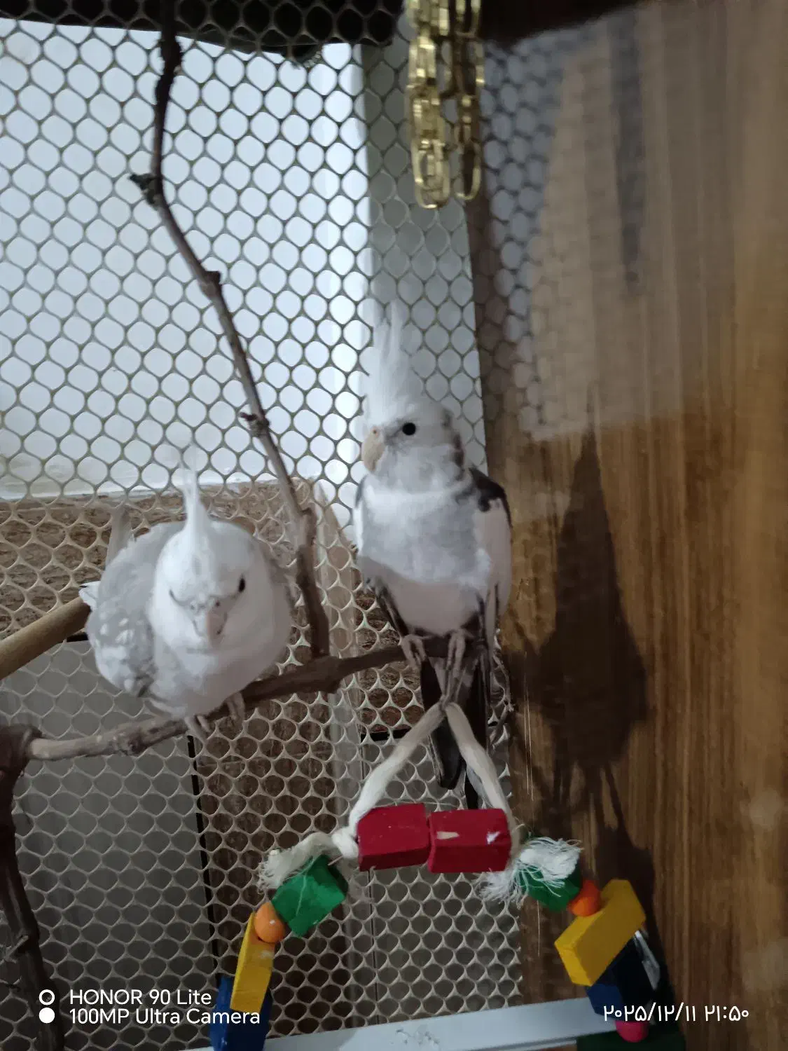 عروسی هلندی جفت تخمگذار|پرنده|کلاله, |دیوار