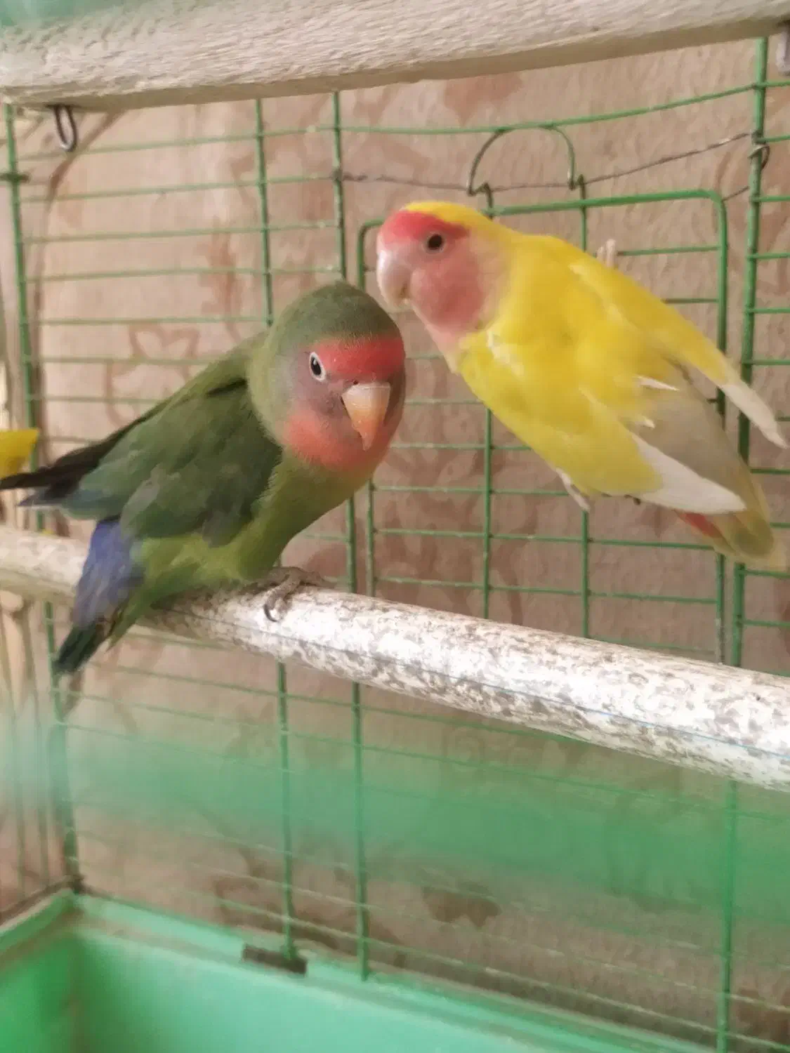 طوطی برزیلی با تخم|پرنده|ملایر, |دیوار