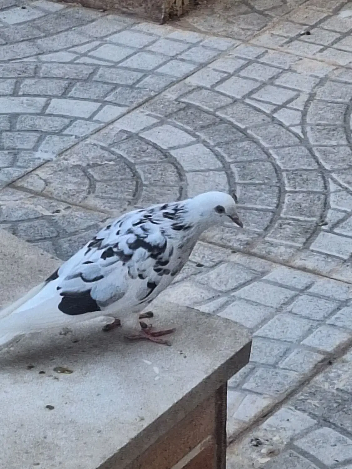 ماده کفتر عالی|پرنده|گرمسار, |دیوار