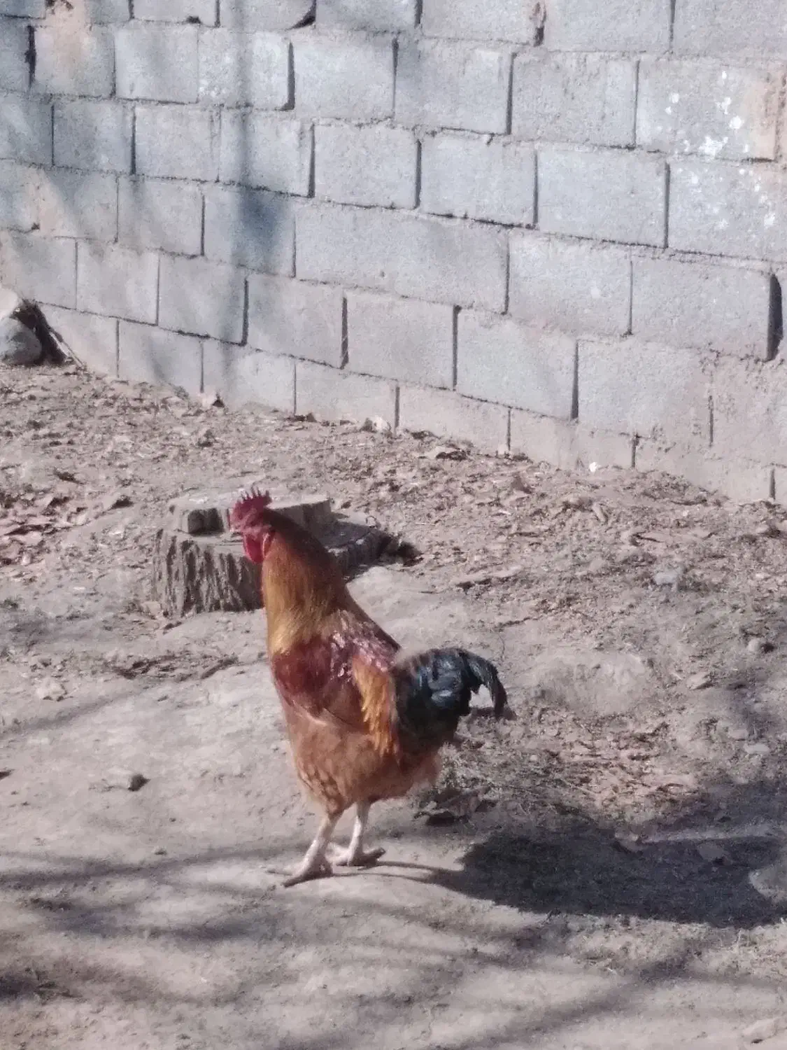 خروس محلی جوان|حیوانات مزرعه|تویسرکان, |دیوار