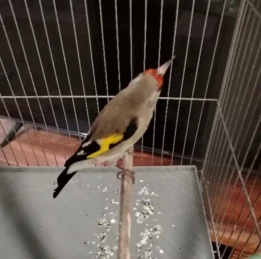 سقا نر کوه هزار|پرنده|کرمان, |دیوار